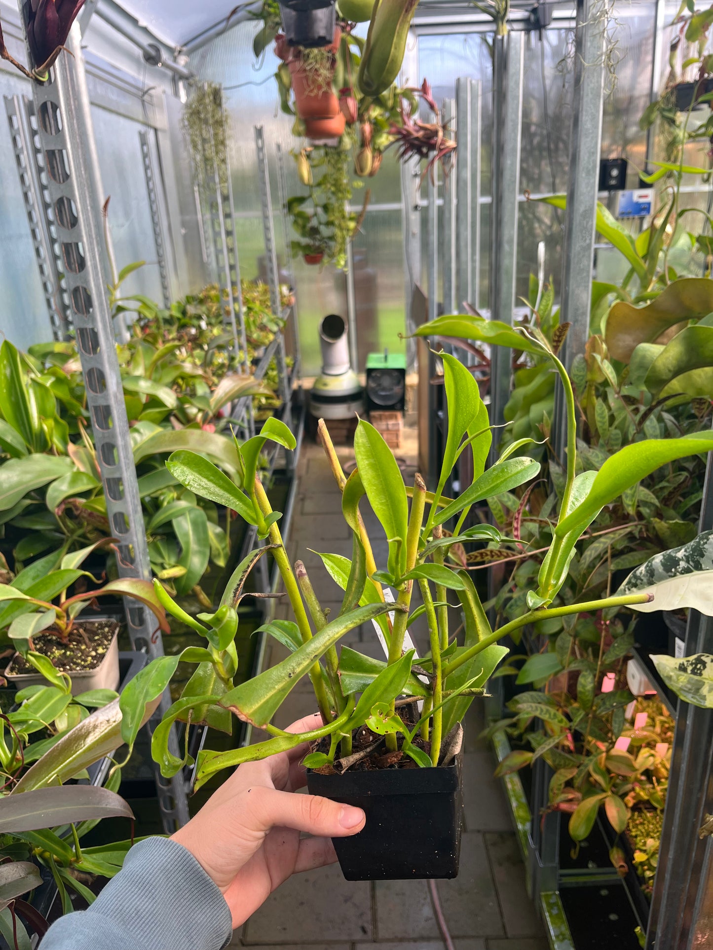 Nepenthes aristolochiloides x maxima ‚female‘