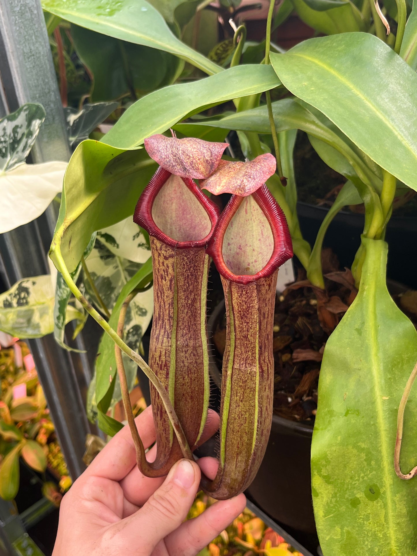 Nepenthes adrianii x boschiana