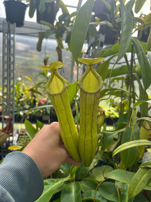 Nepenthes adrianii x boschiana