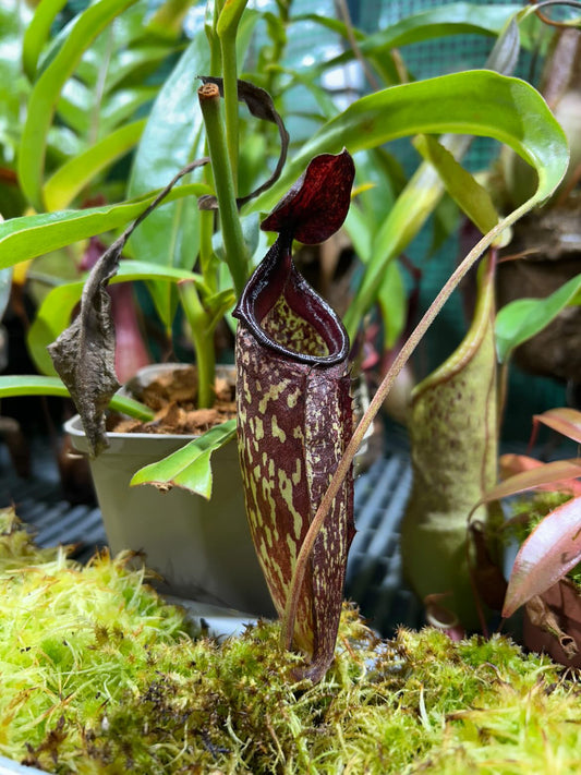 Nepenthes aristolochiloides x maxima ‚female‘