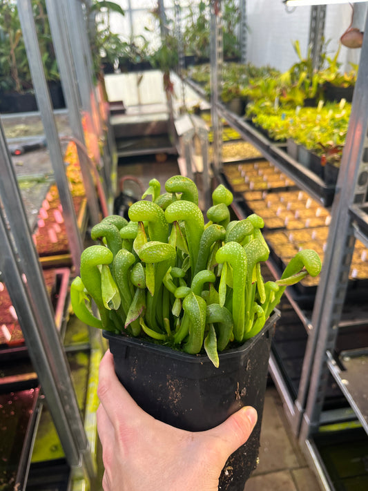 Darlingtonia californica