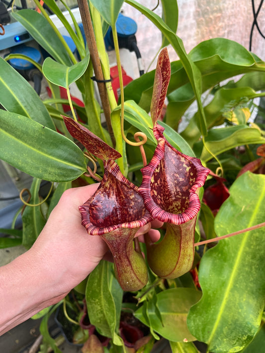 Nepenthes lowii x ventricosa 15cm