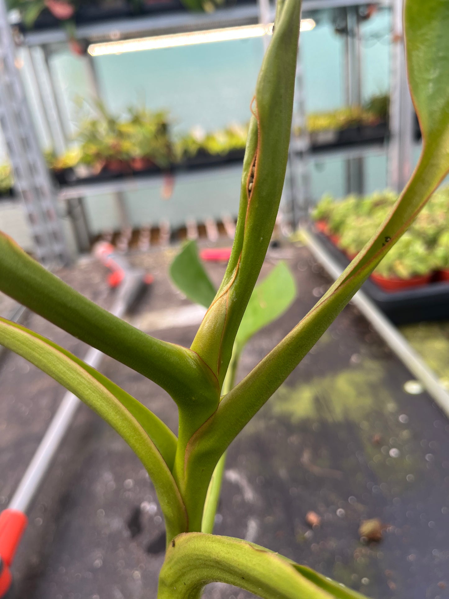 Nepenthes lowii x truncata ‚squat‘ EP female