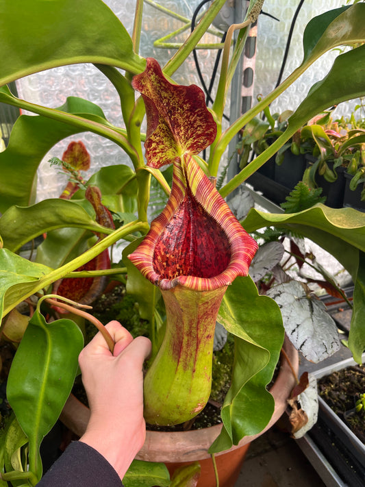 Nepenthes lowii x truncata ‚squat‘ EP female