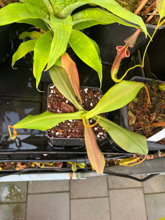 Nepenthes spectabilis x platychila 15-20cm