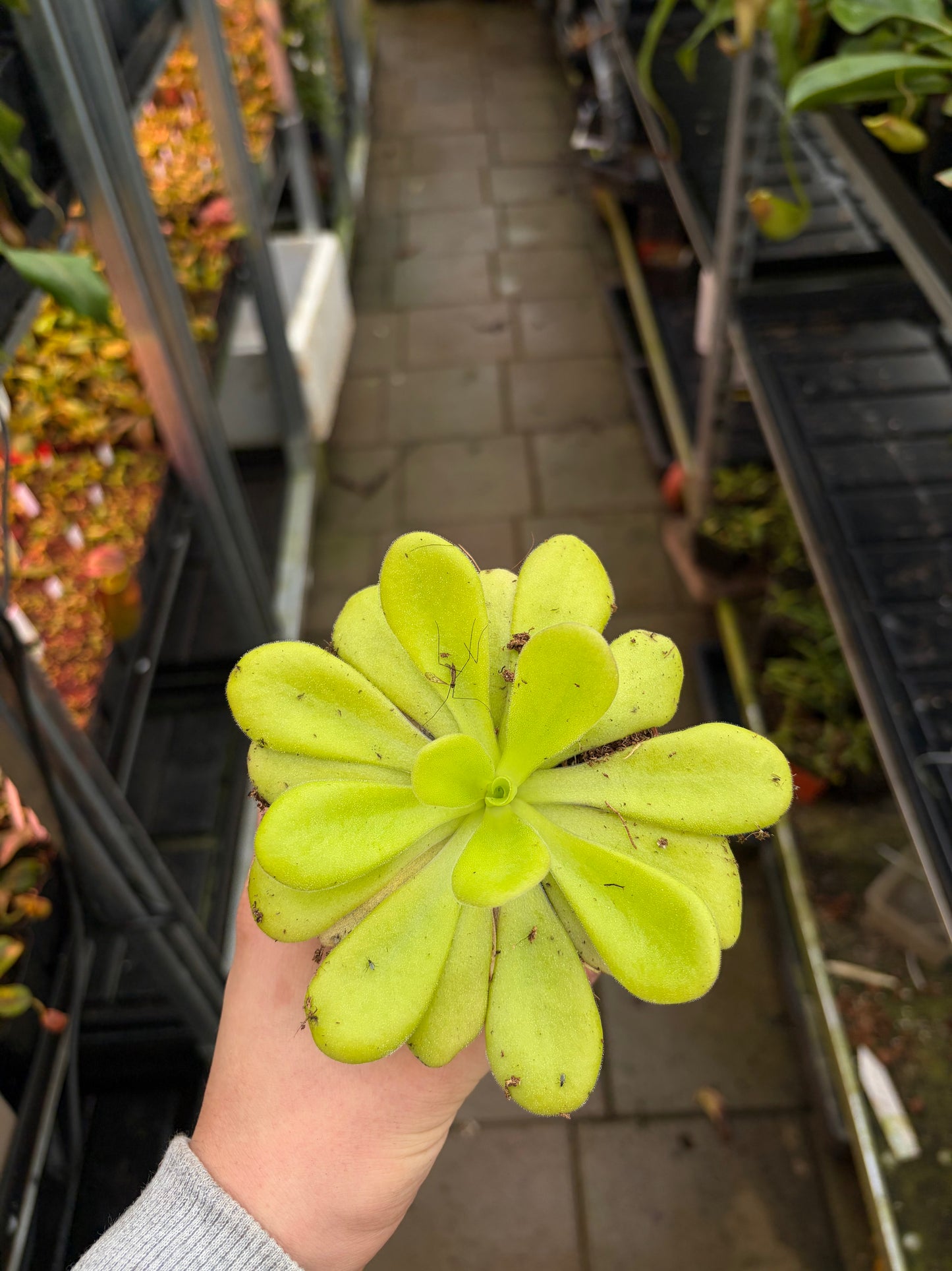 Pinguicula gigantea