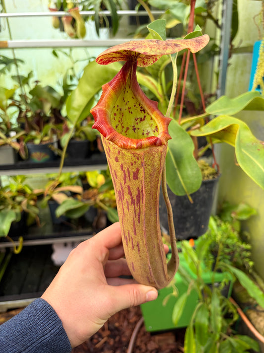 Nepenthes boschiana x truncata EP (female)