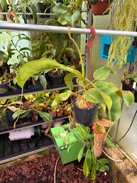 Nepenthes boschiana x truncata EP (female)
