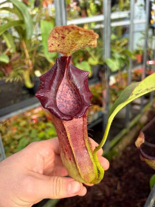 Nepenthes (veitchii x platychila) x naga ‚black‘ 15-20cm