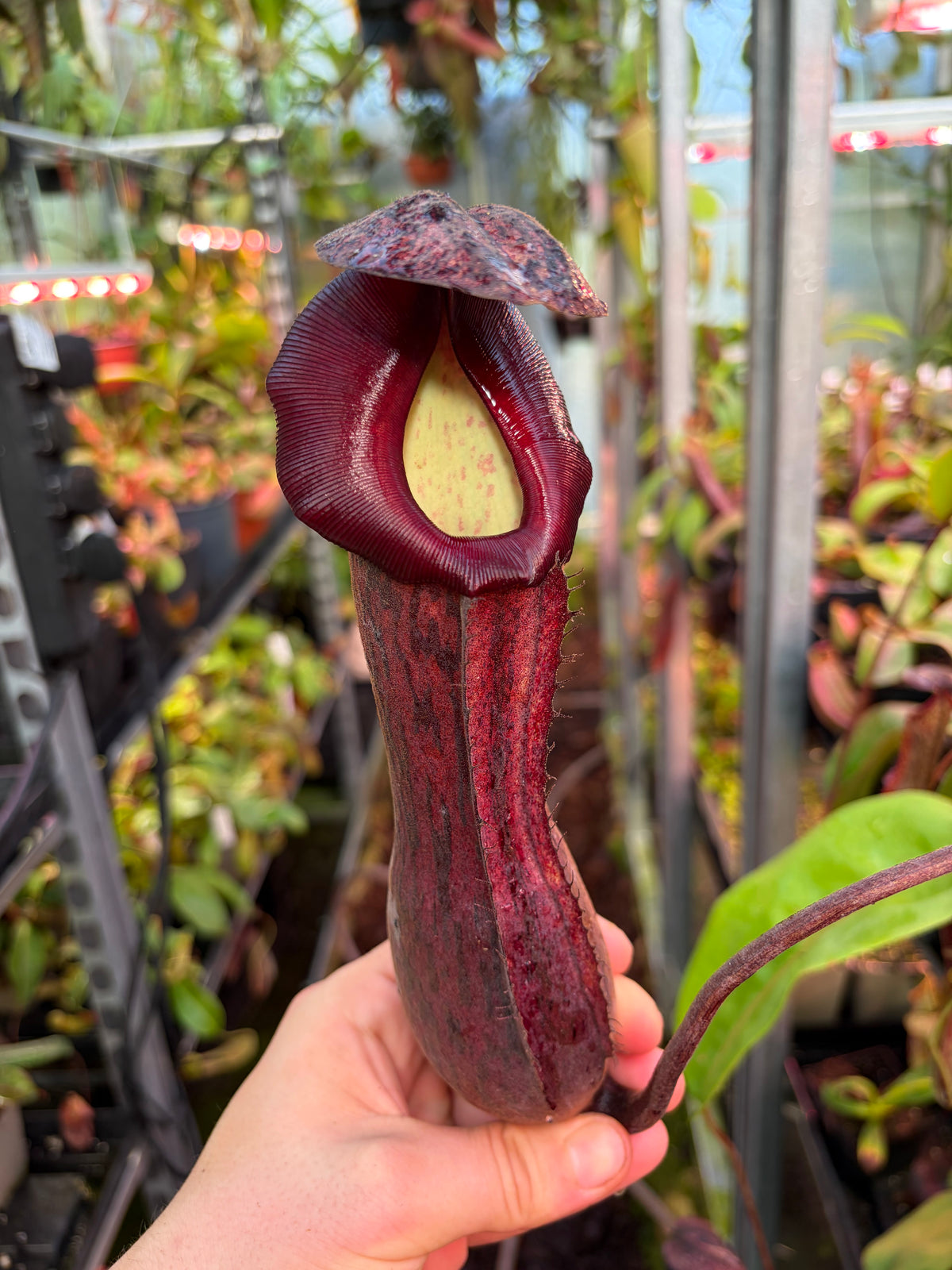 Nepenthes boschiana ‚dark x dark‘