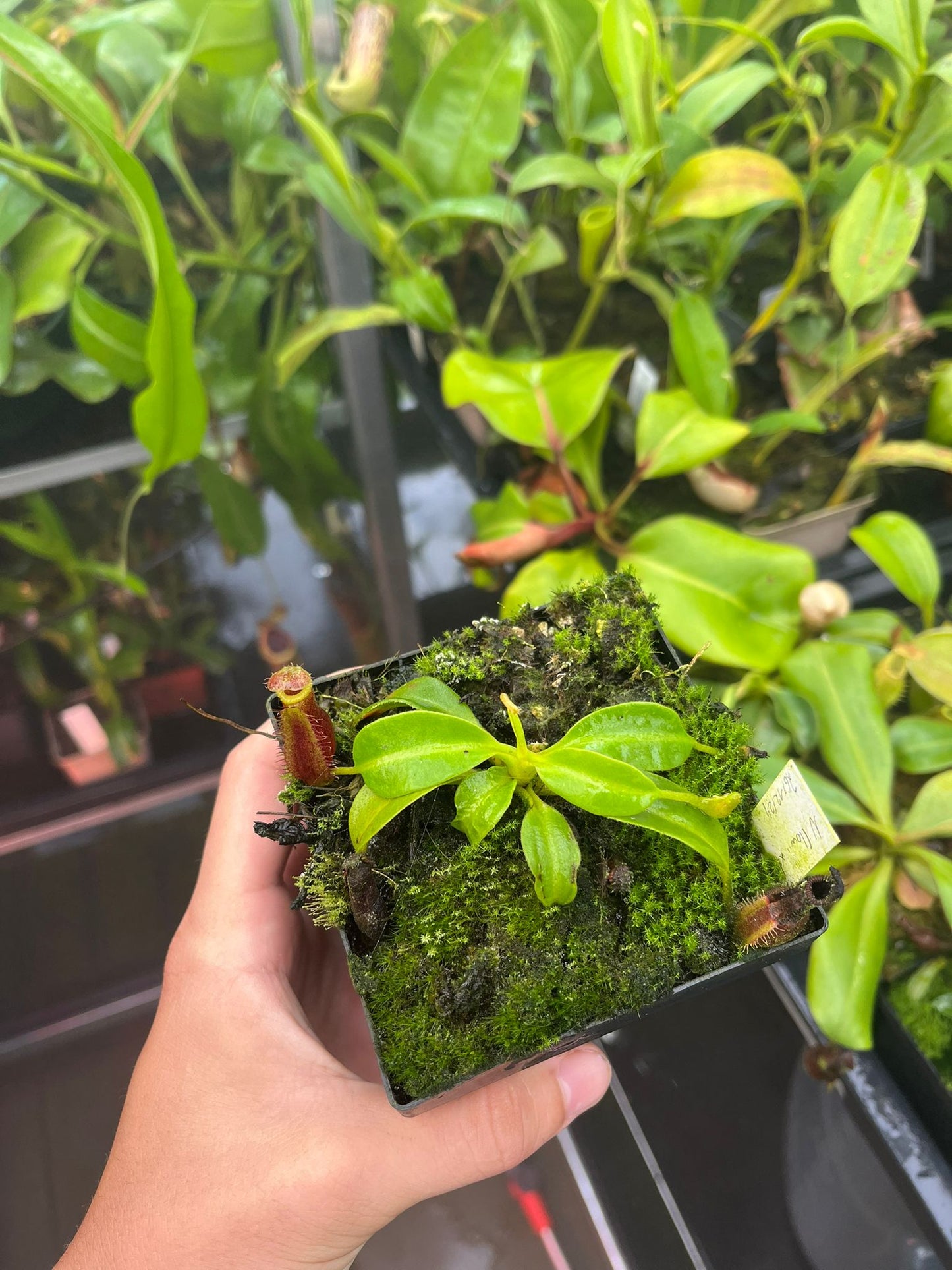 Nepenthes (lowii x truncata 'squat') x edwardsiana 10cm