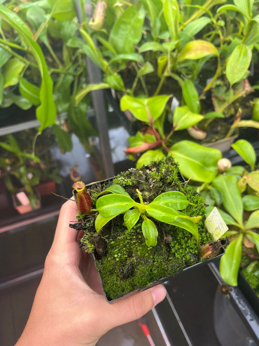 Nepenthes (lowii x truncata 'squat') x edwardsiana 10cm