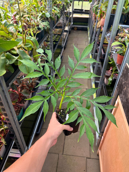 Amorphophallus konjac “Leo Song”