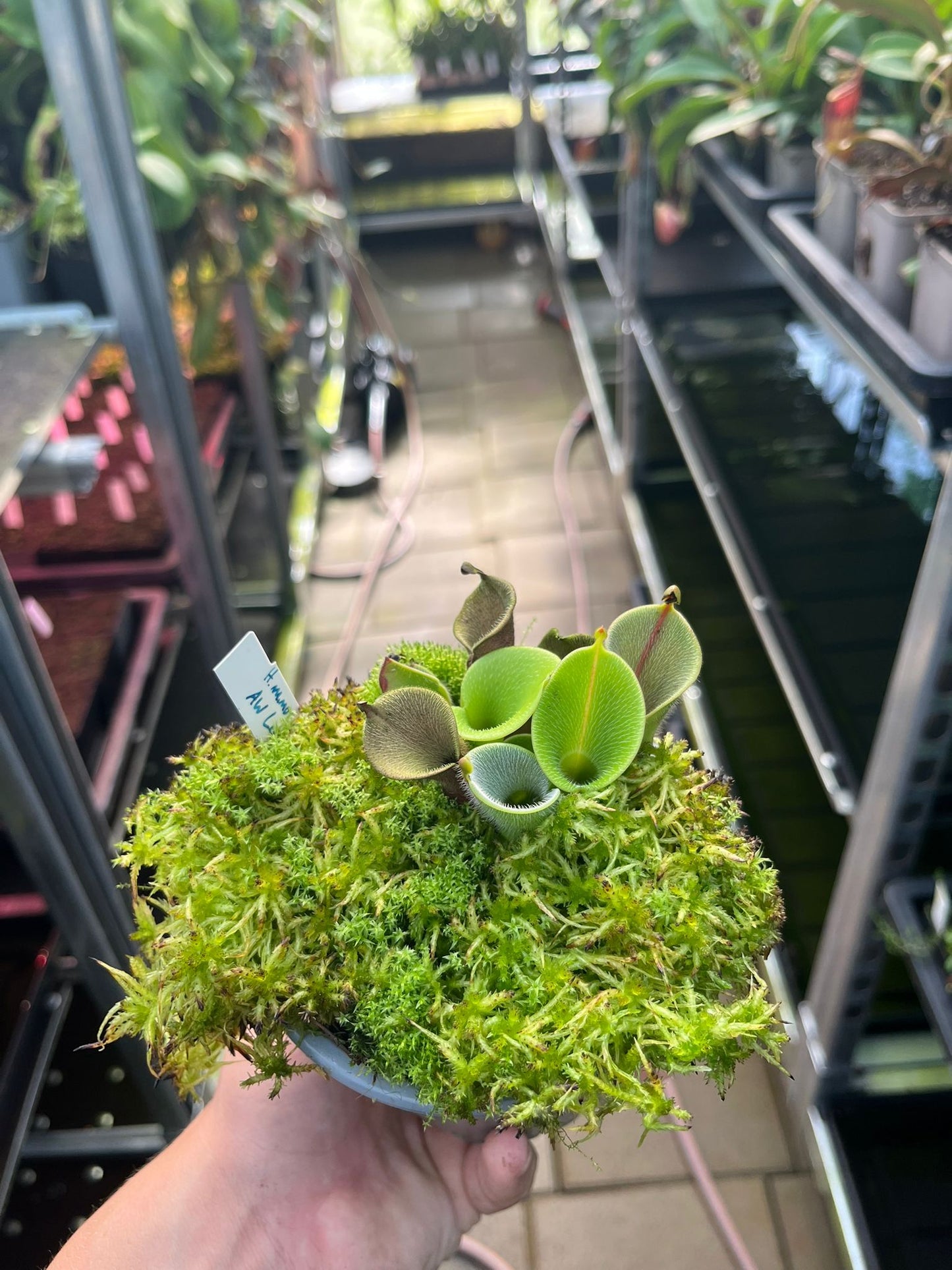 Heliamphora minor var. pilosa 'Luna'