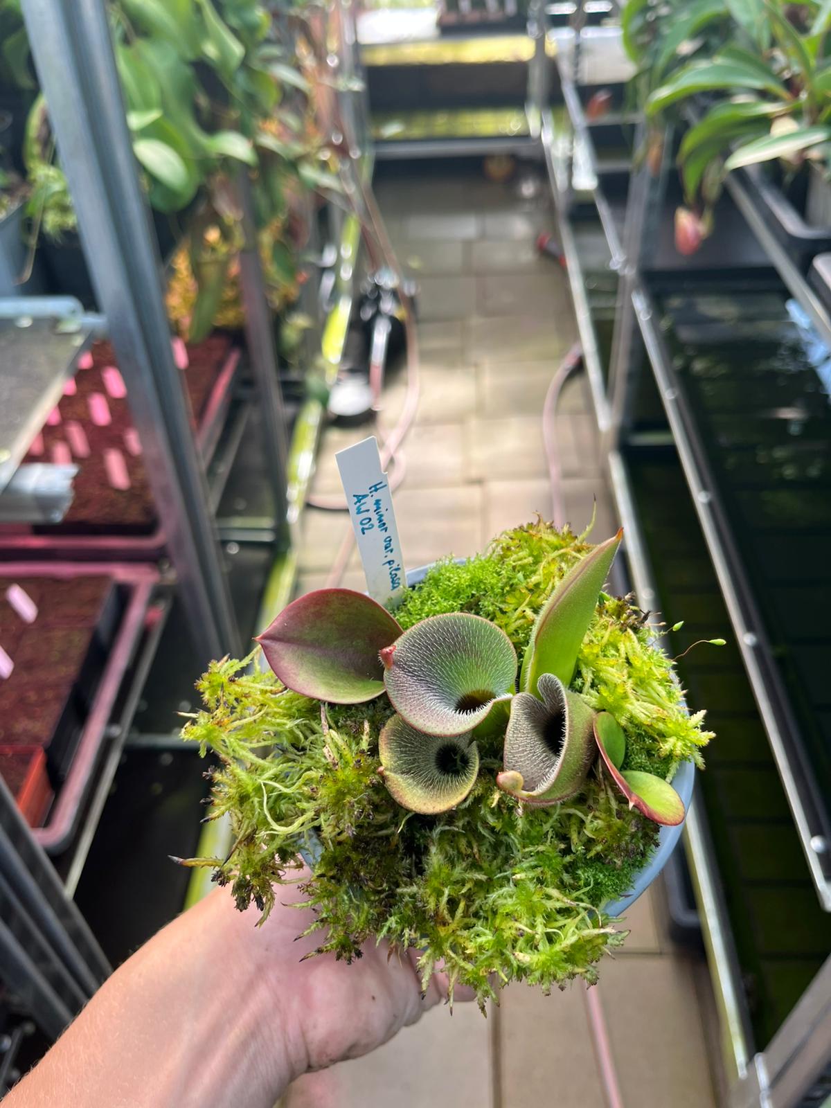 Heliamphora minor var. pilosa 'AW 02'