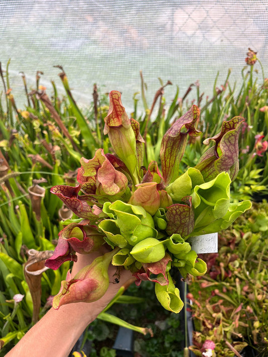 Sarracenia purpurea ssp. venosa 'North of supply' - seedgrown