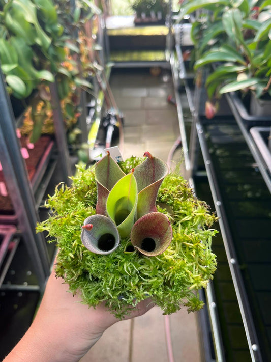 Heliamphora minor var. pilosa 'Michael Schach Giant'