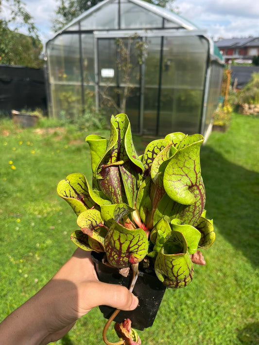Sarracenia purpurea ssp venosa 'reedy creek' x 'Tom's Swamp'