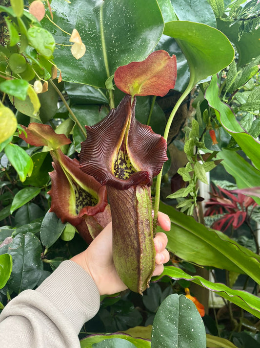 Nepenthes robcantleyi 7-10cm