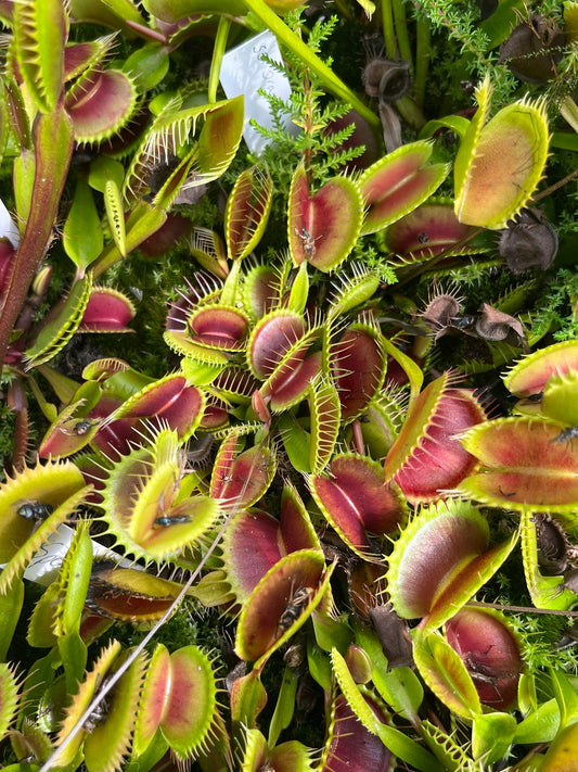 Dionaea muscipula 'SD Draco'