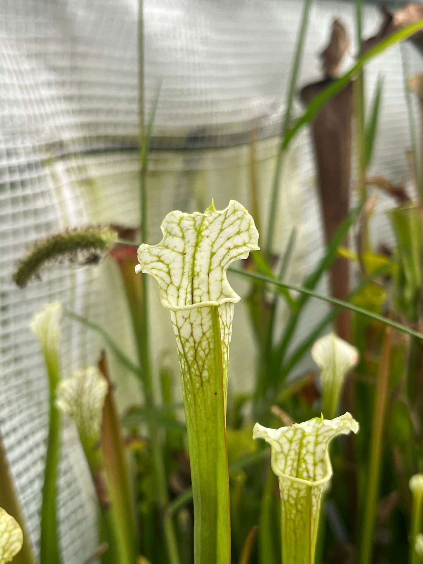 Sarracenia leucophylla - MK L04, `Schnells Ghost´