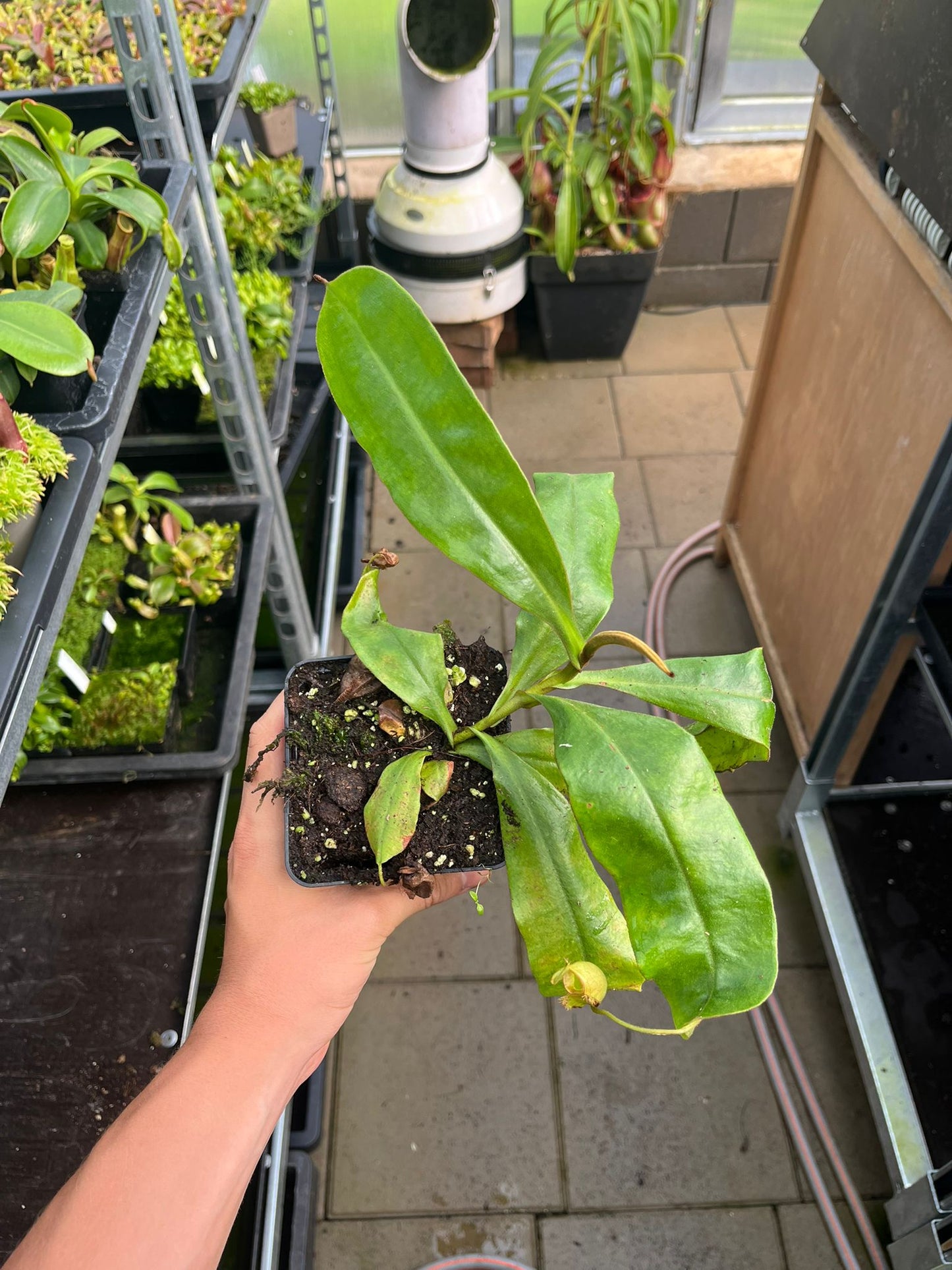 Nepenthes ampullaria