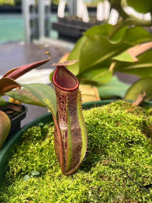 Nepenthes (adnata x spathulata) x boschiana