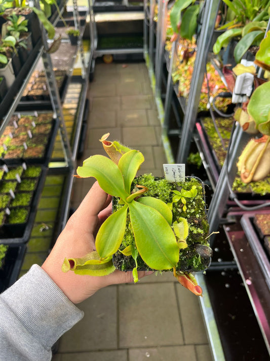 Nepenthes (adnata x spathualata) x [(veitchii x boschiana) x maxima] x (rokko x veitchii) ‘EP’ 10cm