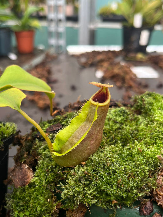 Nepenthes (adnata x spathualata) x [(veitchii x boschiana) x maxima] x (rokko x veitchii) ‘EP’ 10cm