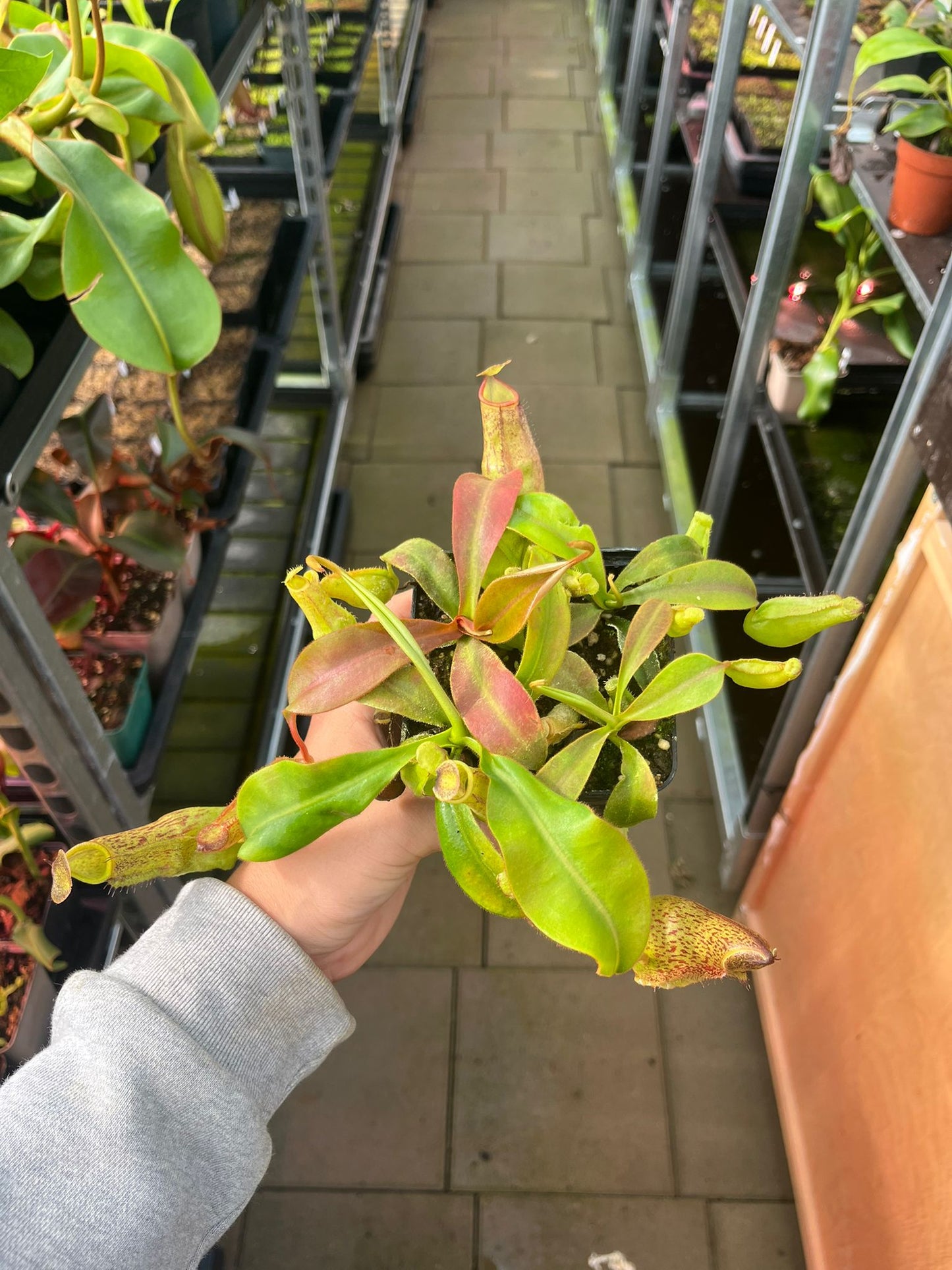 Nepenthes (adnata x spathulata) x veitchii 'candy' 10cm