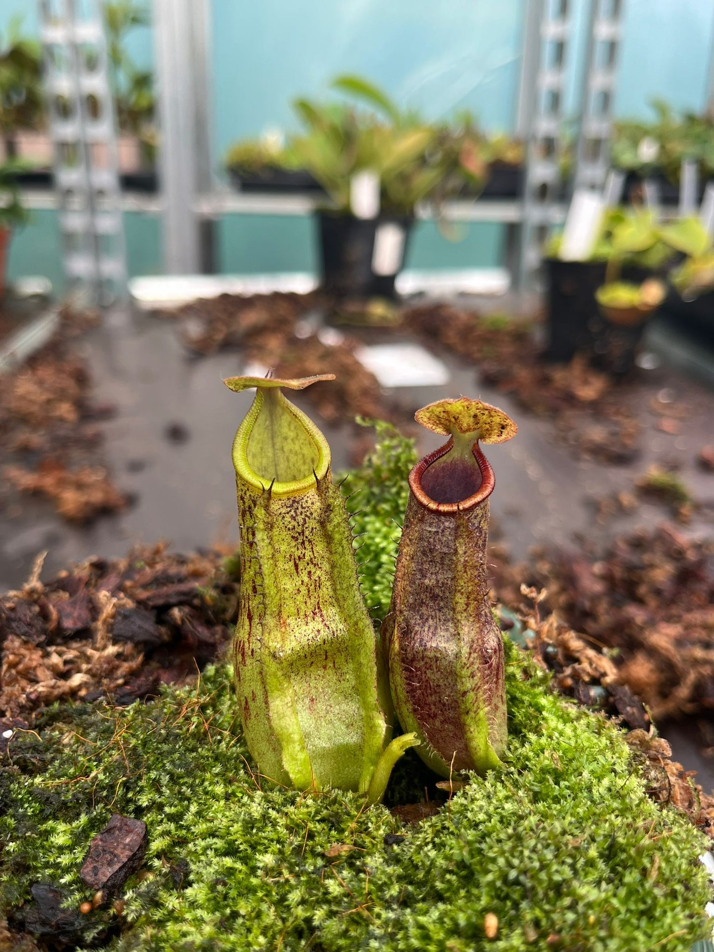 Nepenthes (adnata x spathulata) x veitchii 'candy' 10cm