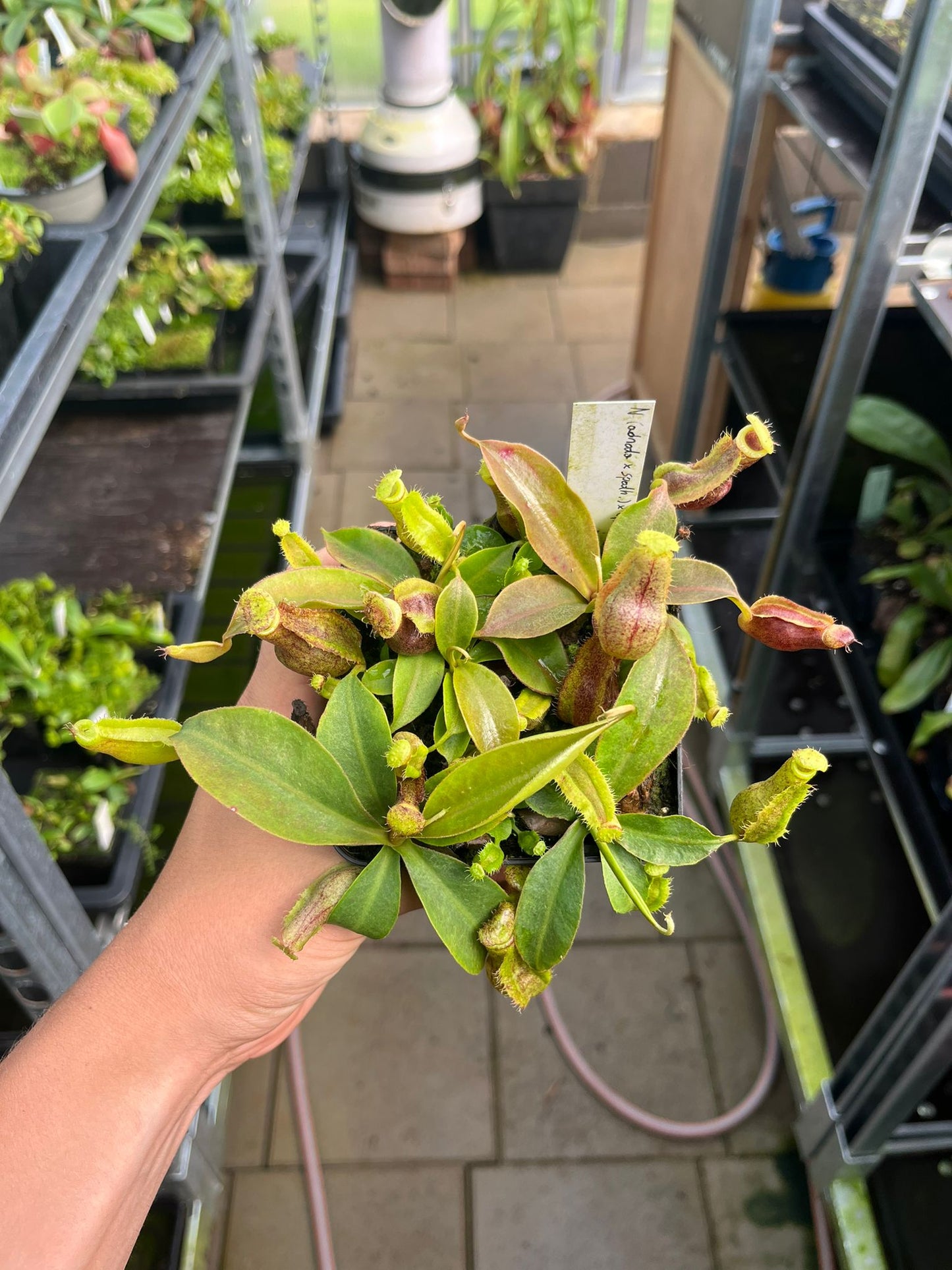 Nepenthes (adnata x spathulata) x (platychila x vogelii) 10cm