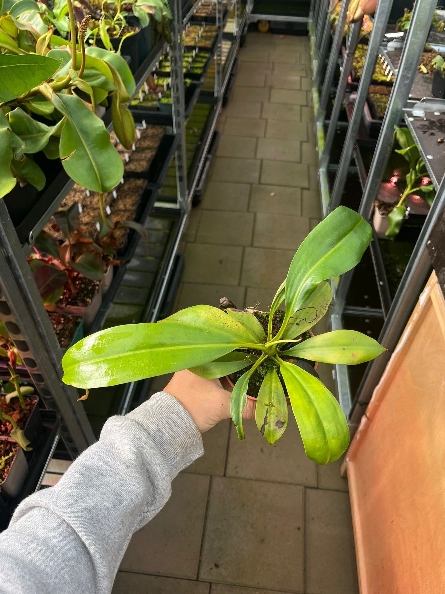 Nepenthes bicalcarata 'orange' 20cm