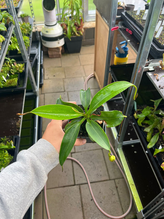 Nepenthes burbidgeae x mira 10-15cm