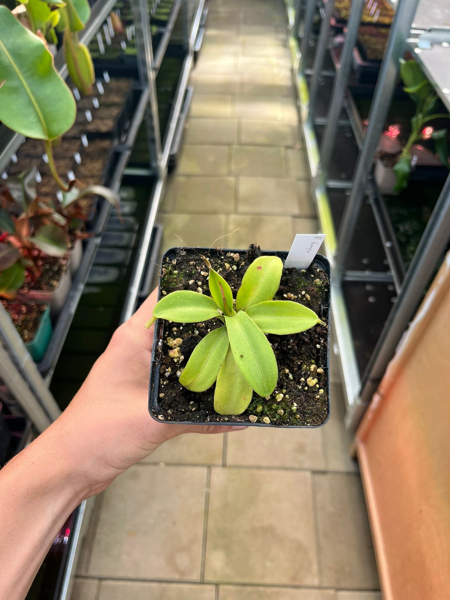 Nepenthes bongso 10cm