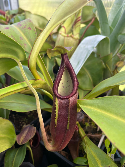 Nepenthes bongso 10cm