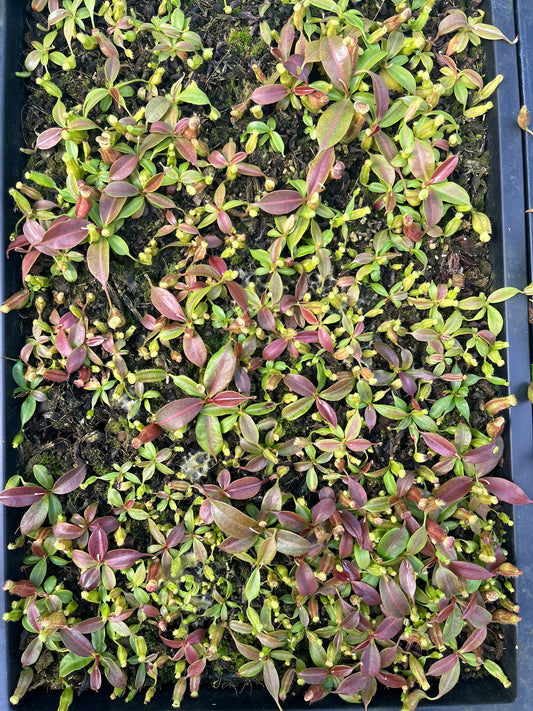 Nepenthes boschiana 'dark x dark' 7cm