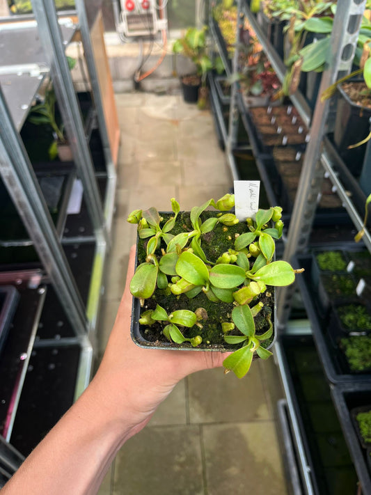 Nepenthes veitchii 'candy x candy x candy' 5-7cm