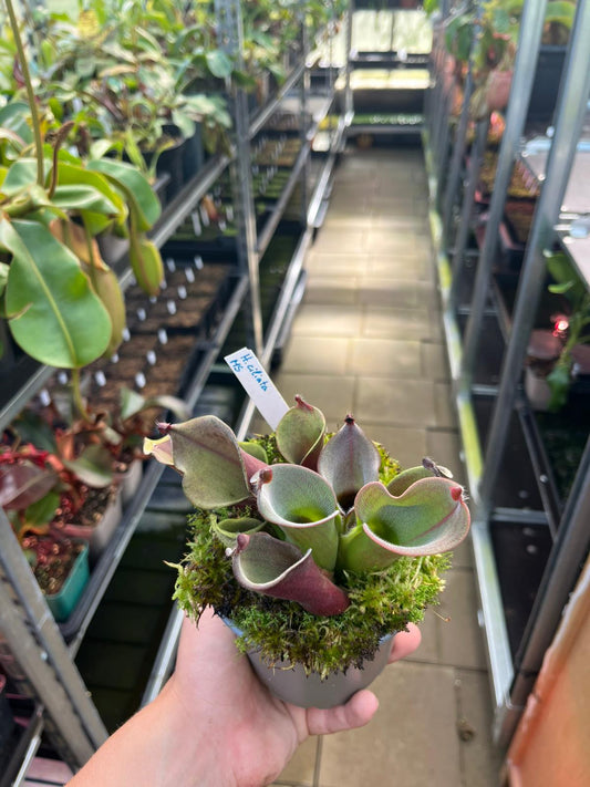 Heliamphora ciliata 'Michael Schach'