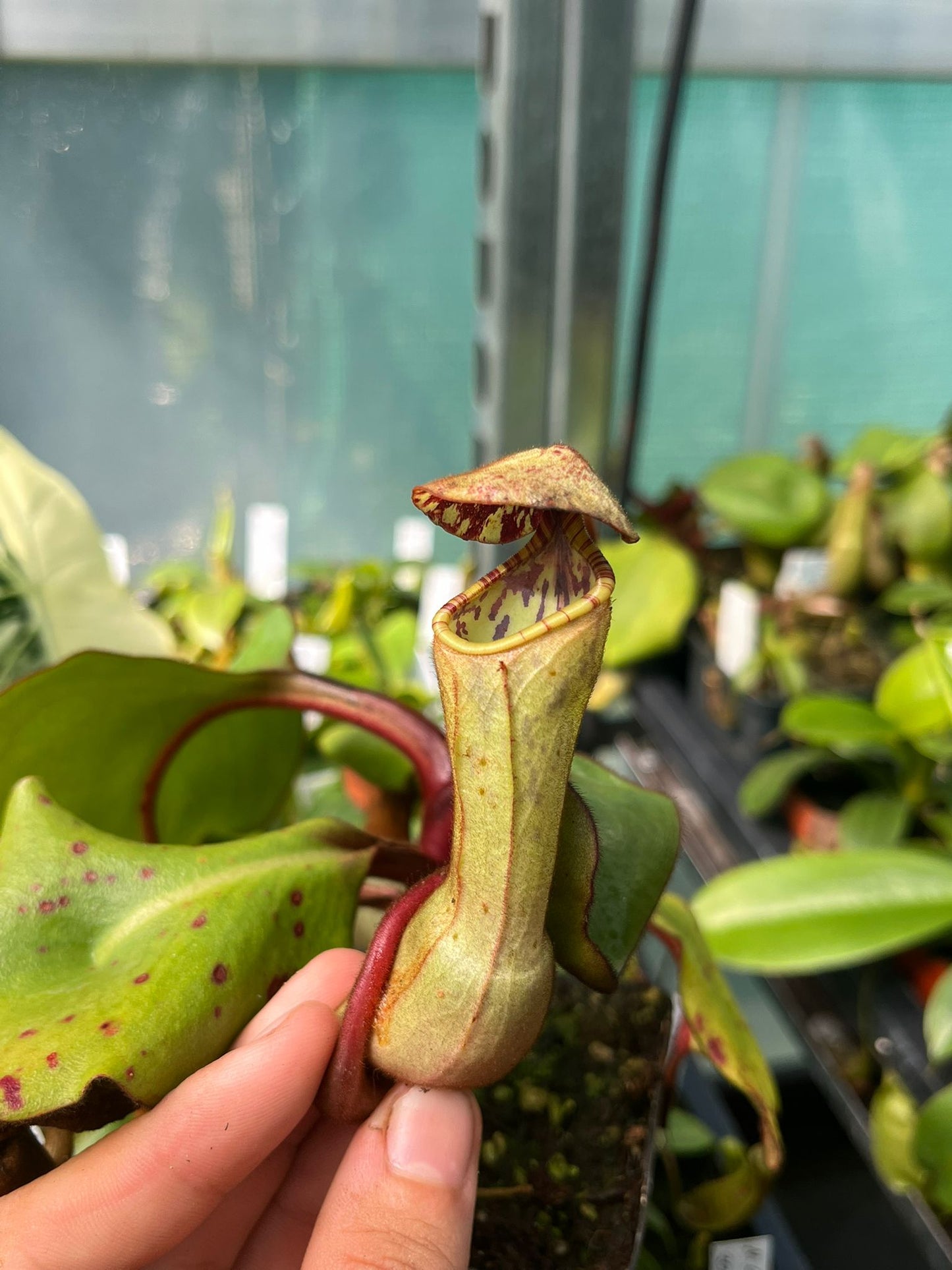 Nepenthes clipeata 20cm