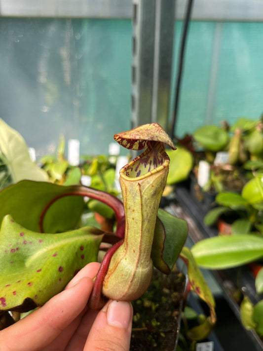 Nepenthes clipeata 20cm