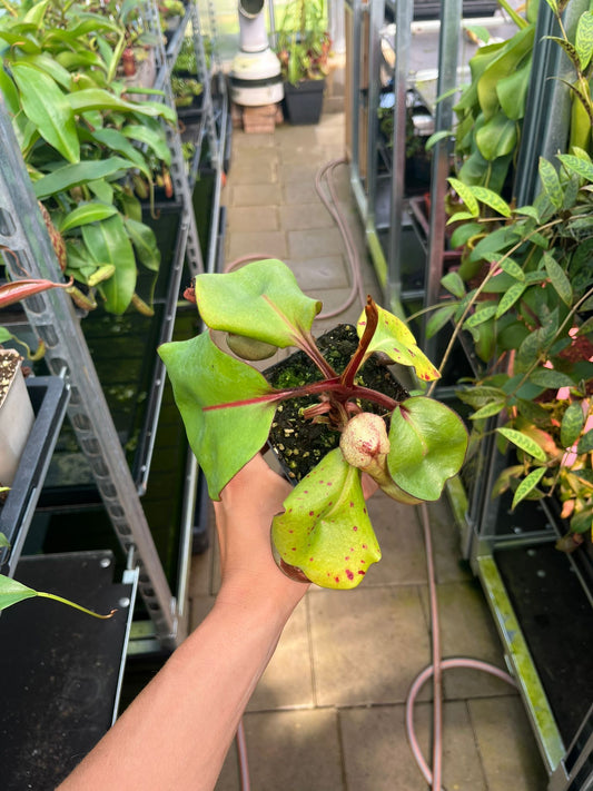 Nepenthes clipeata 20cm