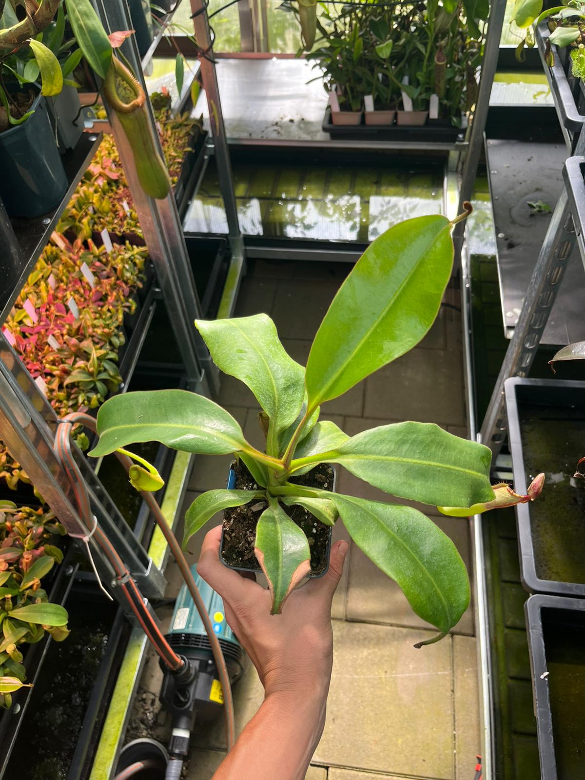 Nepenthes (eymae x clipeata) x (lowii x veitchii) 25cm