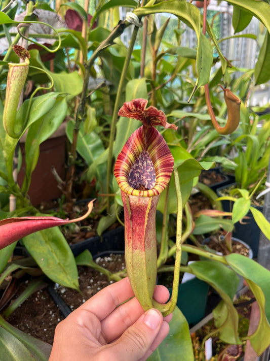 Nepenthes (eymae x clipeata) x (lowii x veitchii) 25cm