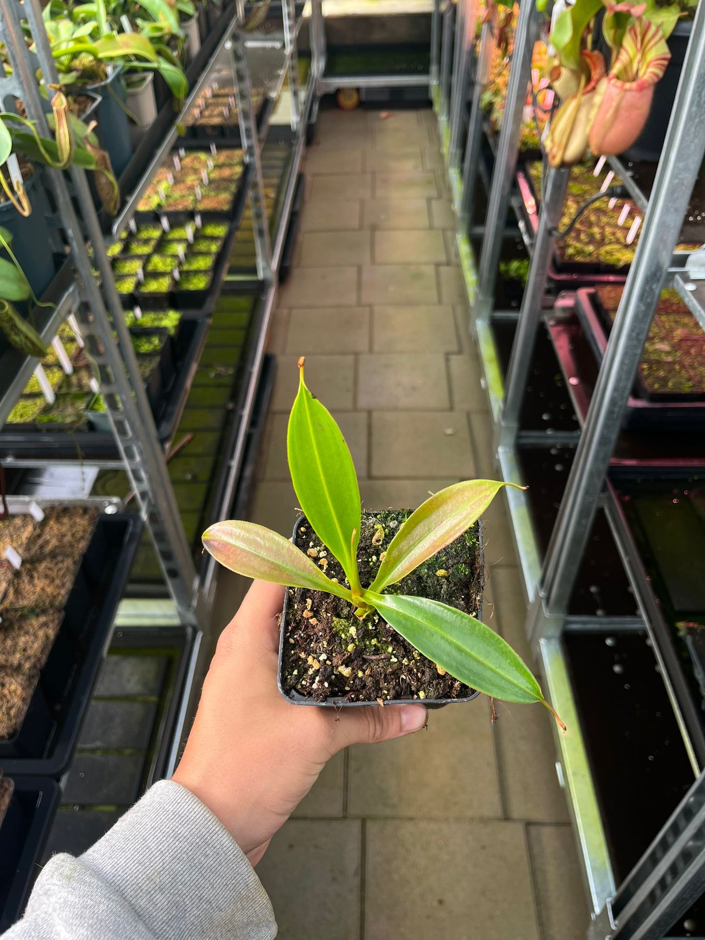 Nepenthes edwardsiana x dubia 10cm