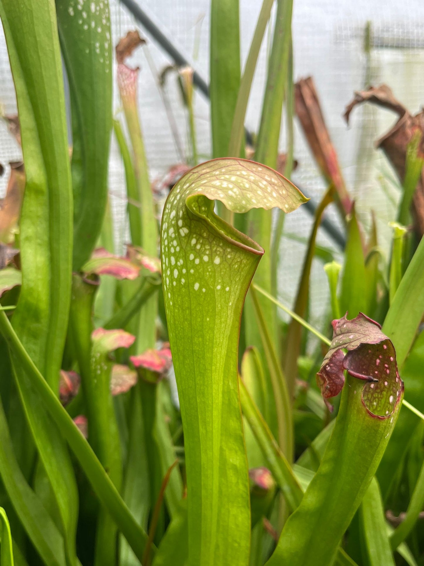 Sarracenia x excellens
