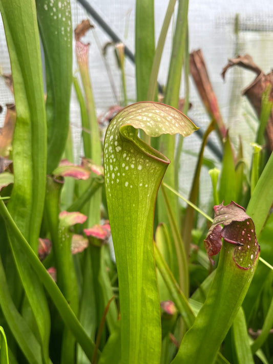 Sarracenia x excellens