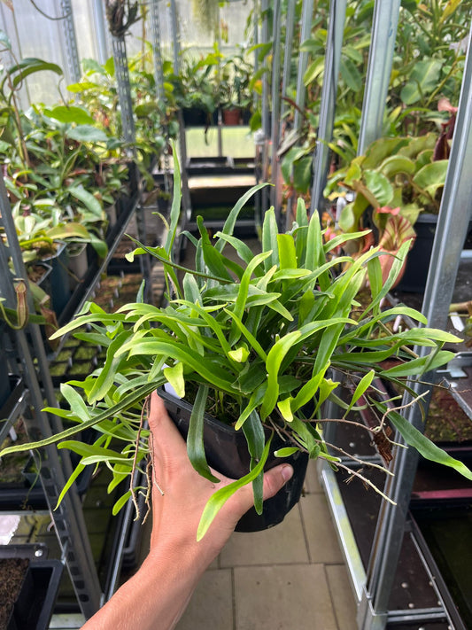 Pyrrosia spec. Mutans Sarawak