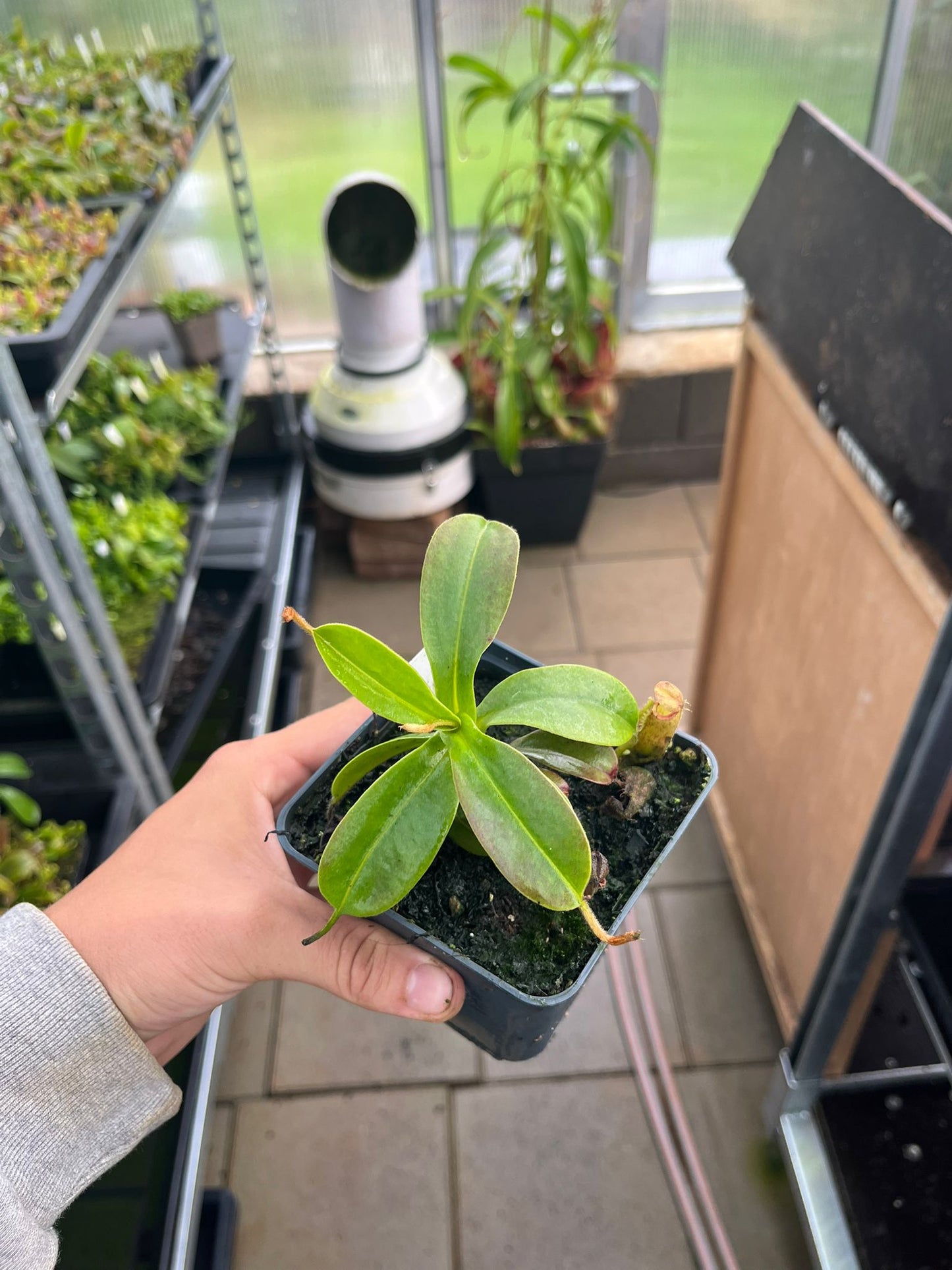 Nepenthes hamata x glandulifera 10cm