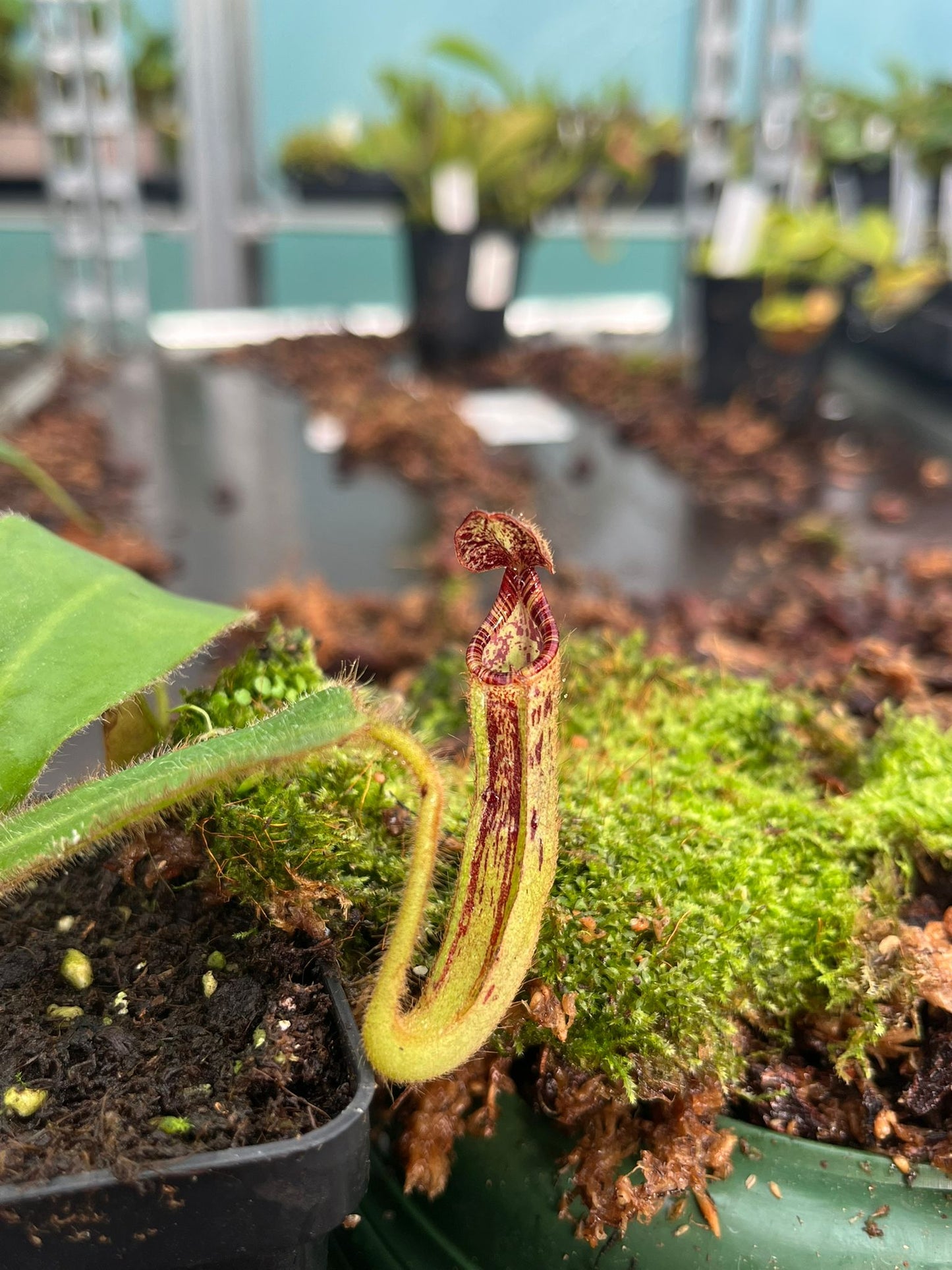 Nepenthes glandulifera x mollis ‘CK’